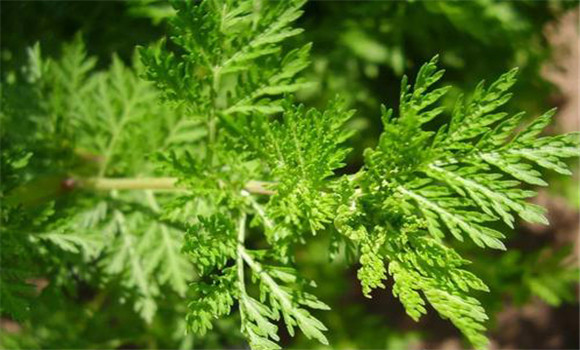 青蒿的用法、用量與禁忌