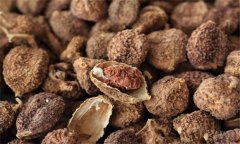 砂仁的功效與作用是什么 砂仁的用法、用量與禁