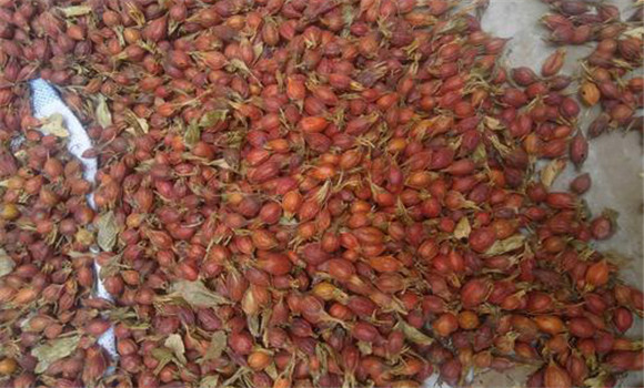 砂仁的用法、用量與禁忌