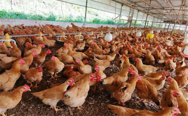 公、母分群飼養(yǎng)