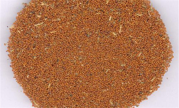 葶藶子用法、用量與禁忌