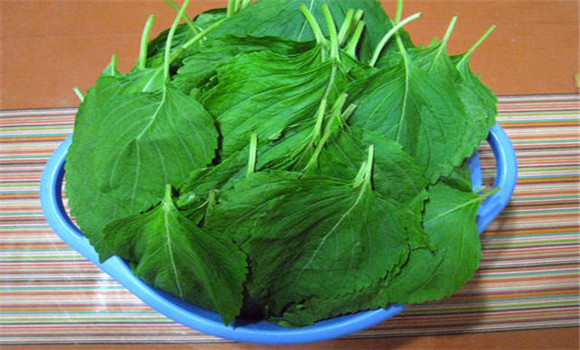 蘇子葉的用法、用量與禁忌