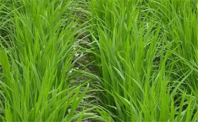 早稻爛秧的防治措施