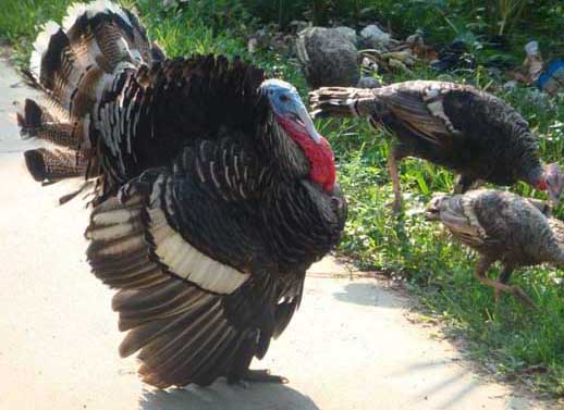 火雞養(yǎng)殖技術