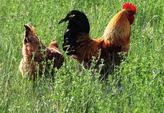 雞養(yǎng)殖技術