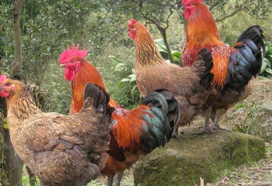 雞養(yǎng)殖技術