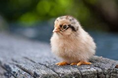 雞瘟、雞出敗和雞白痢的癥狀表現(xiàn)及治療方法