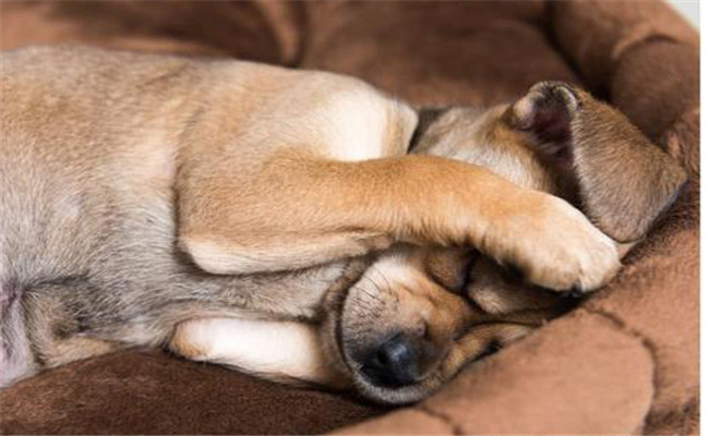 狗虱子傳染人嗎？