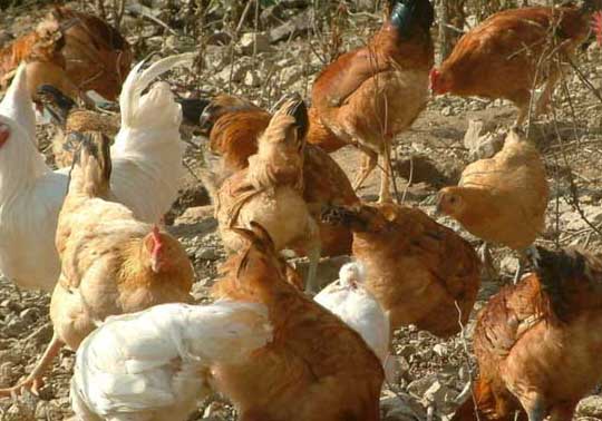 荒山土雞散養(yǎng)技術要點簡述