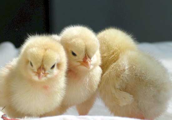 雞養(yǎng)殖技術(shù)