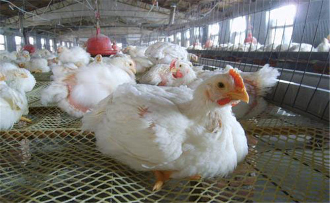 公、母雞羽毛生長(zhǎng)速度不同