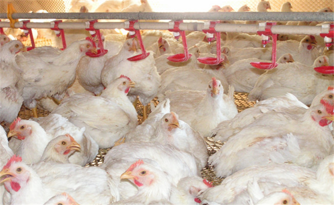 對(duì)光照、飼養(yǎng)密度等的要求不同