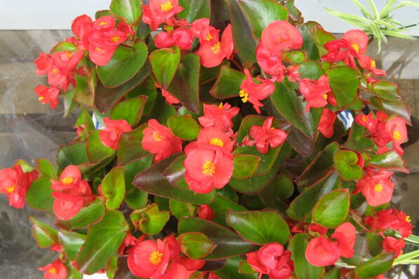 四季海棠花的種類和圖片 海棠養(yǎng)殖方法