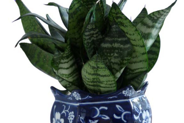 虎皮蘭花的養(yǎng)殖方法和技巧 蘭花種植方法