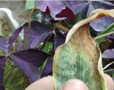 金邊虎皮蘭葉子枯黃怎么解決 花卉掉葉子怎么辦