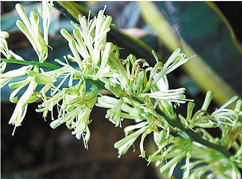 金邊虎皮蘭花有毒嗎 蘭花的養(yǎng)殖方法