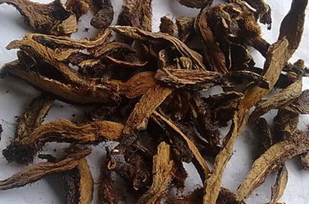 骨碎補的功效與作用