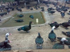 火鴨怎么育雛？火鴨的繁殖技術(shù)要點(diǎn)