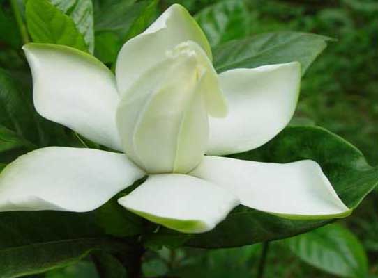 梔子花-有關(guān)梔子花的資料 梔子花圖片