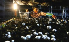 菇房內(nèi)的果蠅是怎么產(chǎn)生的，如何消滅果蠅？