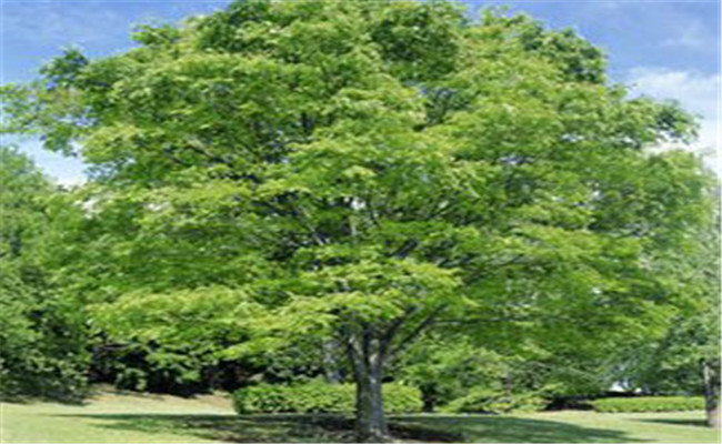 香柏樹的經濟價值