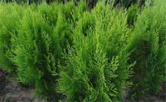 側(cè)柏樹簡介 側(cè)柏樹的生態(tài)習性與種類、分布