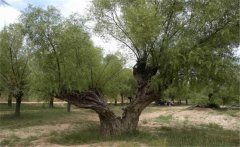 旱柳簡(jiǎn)介，旱柳的栽培管理和園林用途