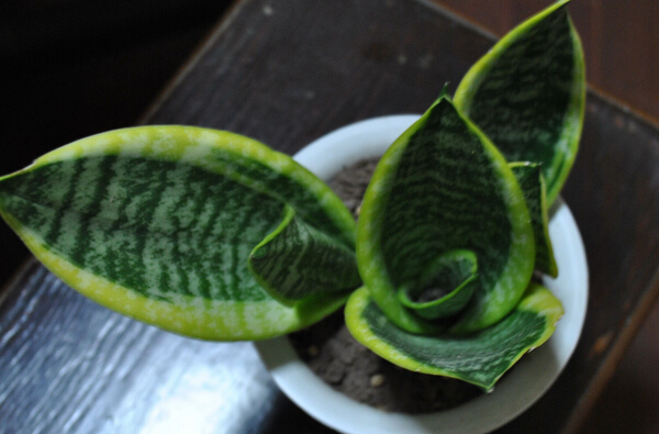 虎皮蘭有什么作用 花卉的功效與作用