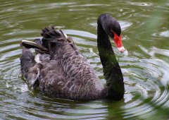 黑天鵝的養(yǎng)殖前景怎么樣？