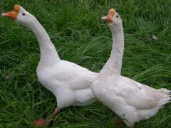 常見的蛋鵝品種有哪些？