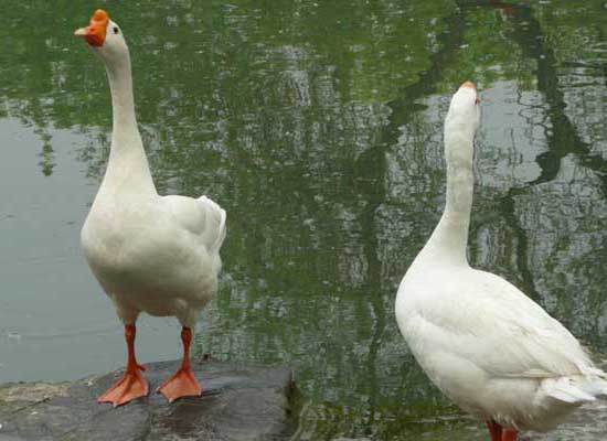 種鵝休產期人工換羽要注意哪些問題