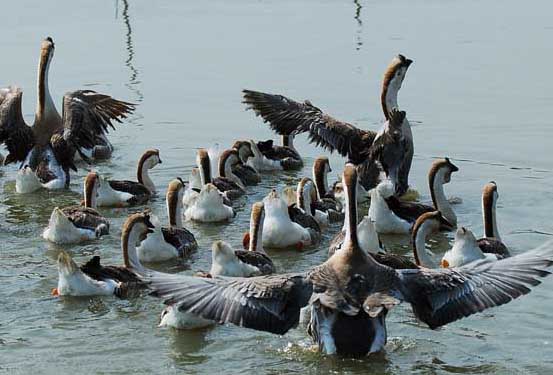 種鵝夏季休產(chǎn)期間的管理技術(shù)