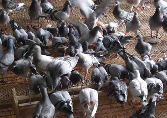 鴿子養(yǎng)殖大棚的設(shè)計(jì) 鴿子飼養(yǎng)管理方法
