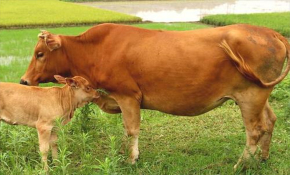 選優(yōu)淘劣，提高繁殖力