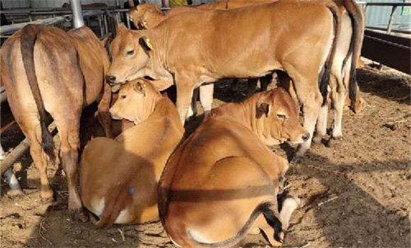 縮短空懷時間，提高繁殖率