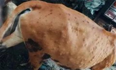 牛背上起皰是怎么回事，牛皮蠅蛆病如何防治？