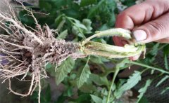 南瓜根結線蟲病的發(fā)病原因是什么？如何防治？