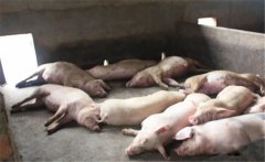 豬黃脂病的病因有哪些？豬黃脂病如何預(yù)防？