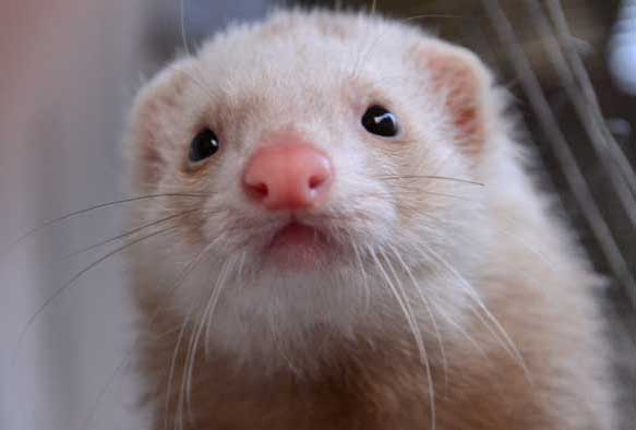 貂養(yǎng)殖技術