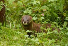 水貂產(chǎn)仔哺乳期的飼養(yǎng)管理