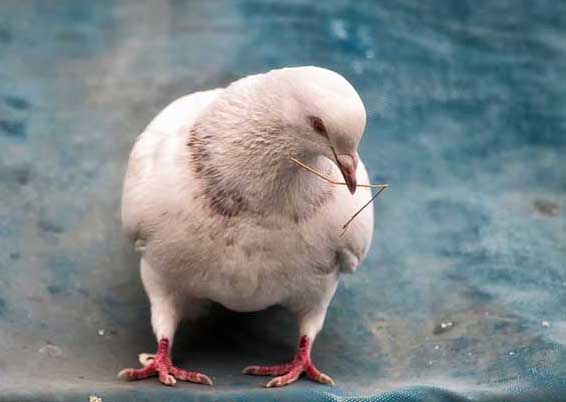 肉鴿養(yǎng)殖中如何提高肉鴿產(chǎn)蛋率 肉鴿的養(yǎng)殖技術