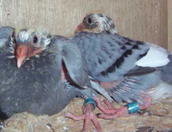 溫度過(guò)低對(duì)乳鴿生長(zhǎng)發(fā)育有哪些影響 乳鴿的養(yǎng)殖技術(shù)