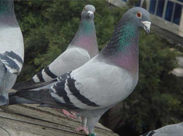 種鴿培育過程中需要注意的事項(xiàng) 養(yǎng)鴿技術(shù)