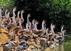 鵝場(chǎng)消毒常見的四大誤區(qū)，看看你您中招幾條