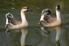 蛋鵝春季高產(chǎn)管理措施有哪些，這幾條最重要