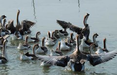 鵝人工授精手法，種鵝的人工授精技術(shù)要點(diǎn)