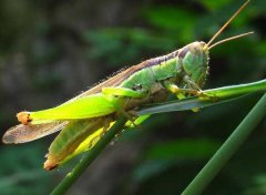 蝗蟲養(yǎng)殖前景怎么樣？