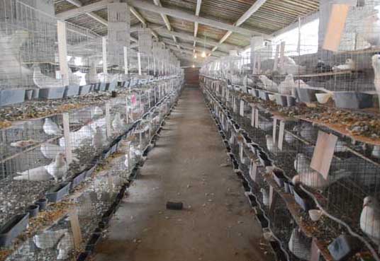 白羽王鴿的養(yǎng)殖管理技術(shù) 養(yǎng)鴿知識