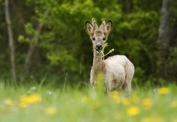 狍子養(yǎng)殖技術(shù) 特種動物飼養(yǎng)方法