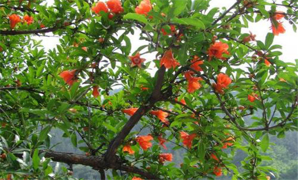石榴樹花果期要注意增強(qiáng)樹勢(shì)